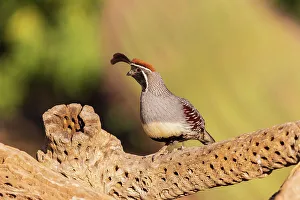 Gambel's Quail male, Pima County, Arizona