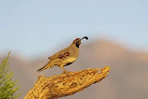 Images Dated 26th October 2022: Gambel's Quail male, Pima County, Arizona