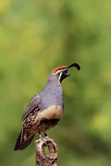Images Dated 26th October 2022: Gambel's Quail male, Pima County, Arizona