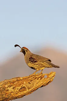 Images Dated 26th October 2022: Gambel's Quail male, Pima County, Arizona