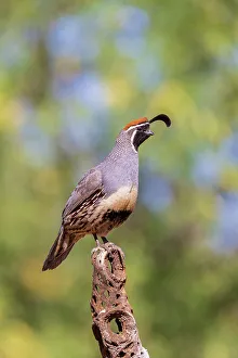 Images Dated 26th October 2022: Gambel's Quail male, Pima County, Arizona