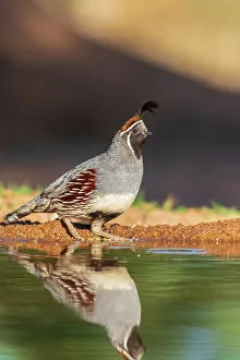 Edge Prints: Gambel's Quail male at water, Pima County, Arizona