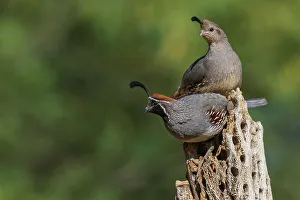 Skeleton Prints: Gambel's quail pair perched atop cactus skeleton, USA, Arizona