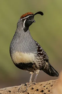 Cacti Prints: Gambel's quail portrait of a male on cactus skeleton, USA, Arizona