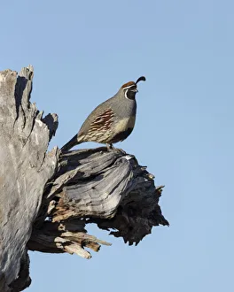 Gregarious Prints: Gambles quail, Callipepla gambelii, Bosque del Apache NWR, New Mexico