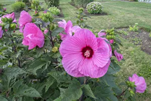 Malvaceae Prints: Garden at Anyelas Vineyard, Skaneateles, New York, USA