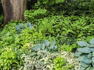 Images Dated 20th February 2019: Garden bed with different colors and textures