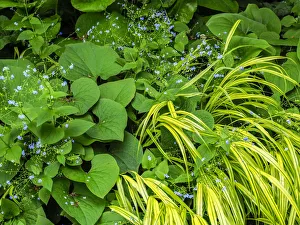 Images Dated 20th February 2019: Garden bed with different colors and textures