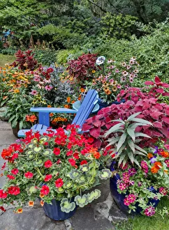 Yard Prints: Garden in full bloom with blue chair, Sammamish, Washington State