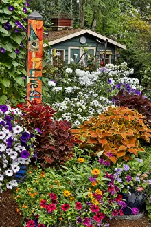 Yard Prints: Garden in full bloom with garden shed, Sammamish, Washington State