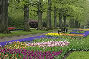 Images Dated 28th April 2008: Garden of daffodils, tulips, and hyacinth flowers, Keukenhof Gardens, Lisse, Netherlands