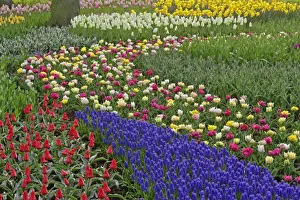 Grape Hyacinth Prints: Garden design of