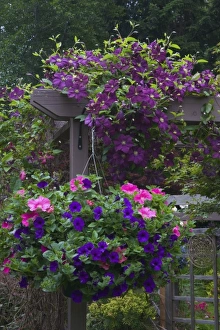 Images Dated 22nd June 2005: Garden designs in our Garden Sammamish, Washington
