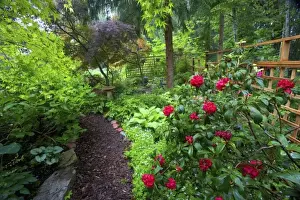 Images Dated 10th May 2005: Garden designs and pathway in shade garden - in our Garden Sammamish, Washington