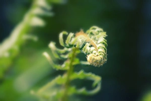 Savanah Stewart Prints: Garden Fern