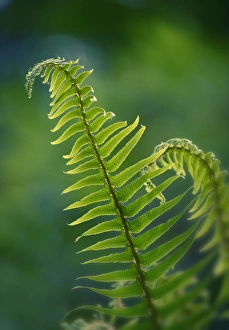 Images Dated 31st May 2015: Garden Fern