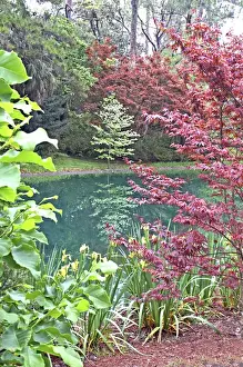 Landscaped Prints: Garden landscaping pond at Alfred Maclay Gardens State Park Tallahassee Florida