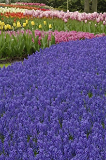 Grape Hyacinth Prints: Garden pattern of Grape Hyacinth flowers and tulips, Keukenhof Gardens, Lisse, Netherlands