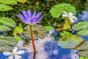 Floating Prints: Garden pond, Laos. Close-up portrait of purple waterlily and frangipani floating amid lily pads in a garden pond