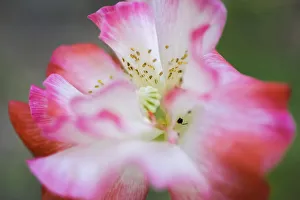 Garden poppy