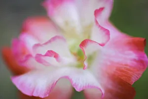 Poppy Prints: Garden poppy