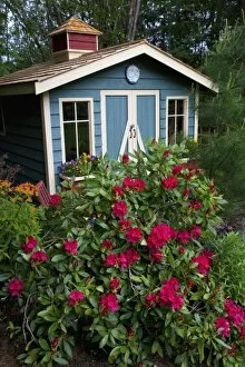 Images Dated 9th May 2005: Garden Shed surrounded by flowers in our garden - Sammamish, Washington