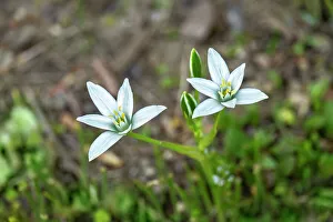 Lily Prints: Garden star-of-Bethlehem