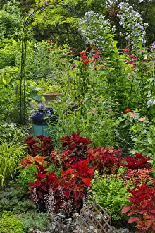 Yard Prints: Garden summer flowers and coleus plants in bronze and reds, Sammamish, Washington State