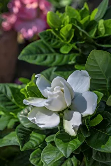 Images Dated 22nd January 2021: Gardenia