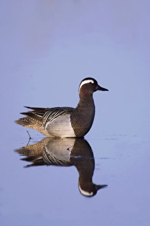 Images Dated 17th April 2007: Garganey, Anas querquedula, male, National Park Lake Neusiedl, Burgenland, Austria