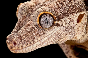 Images Dated 21st July 2009: Gargoyle Gecko, Rhacodactylus auriculatus, Native to New Caledonia