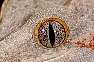 Images Dated 10th July 2010: Gargoyle Gecko Rhacodactylus auriculatus Native to New Caledonia Habitat Arboreal