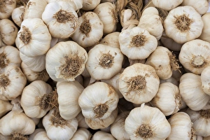 Culinary Prints: Garlic (Allium sativum) for sale at market, United kingdome