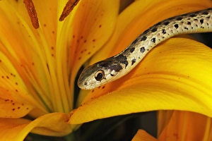 Garter Snake