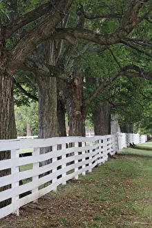 Shaker Village Prints: Gate and white wooden fence and overhanging trees