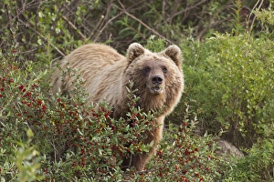 Images Dated 20th July 2011: Gates of the Arctic National Park and Preserve, Alaska, an arctic grizzly bear forages