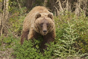 Gates of the Arctic National Park and Preserve, Alaska, an arctic grizzly bear forages