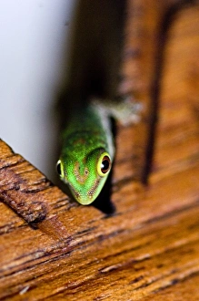 Images Dated 3rd July 2006: Gecko at Fregate Island Resort