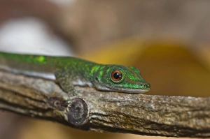 Images Dated 8th July 2006: Gecko at the La Digue Island