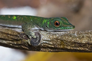 Images Dated 8th July 2006: Gecko on La Digue Island