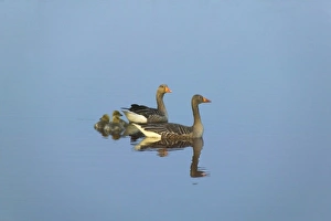 Images Dated 20th June 2007: Two geese in the canal in Kinderdijk, Netherlands