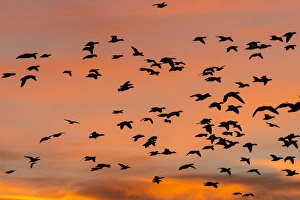 Festival Prints: Geese in flight before dawn from the flight deck, Bosque del Apache NWR, New Mexico
