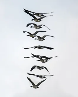 Geese Prints: Geese flying in formation