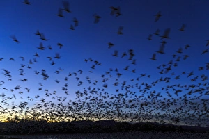 Gaggle Prints: Geese take off after sunset, Bosque del Apache, New Mexico