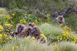 Images Dated 1st October 2010: Gelada, Gelada Baboon (Theropithecus gelada), Ethiopia