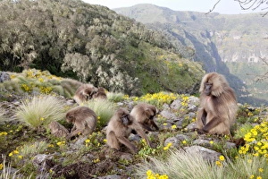 Amhara Prints: Gelada, Gelada Baboon (Theropithecus gelada), Ethiopia