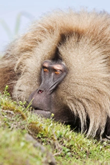 Gelada, Gelada Baboon (Theropithecus gelada), Ethiopia