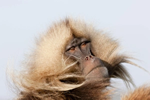 Gelada, Gelada Baboon (Theropithecus gelada), Ethiopia