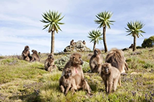 Gelada, Gelada Baboon (Theropithecus gelada), Ethiopia