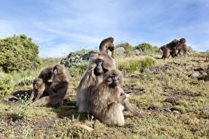 Gelada, Gelada Baboon (Theropithecus gelada), Ethiopia